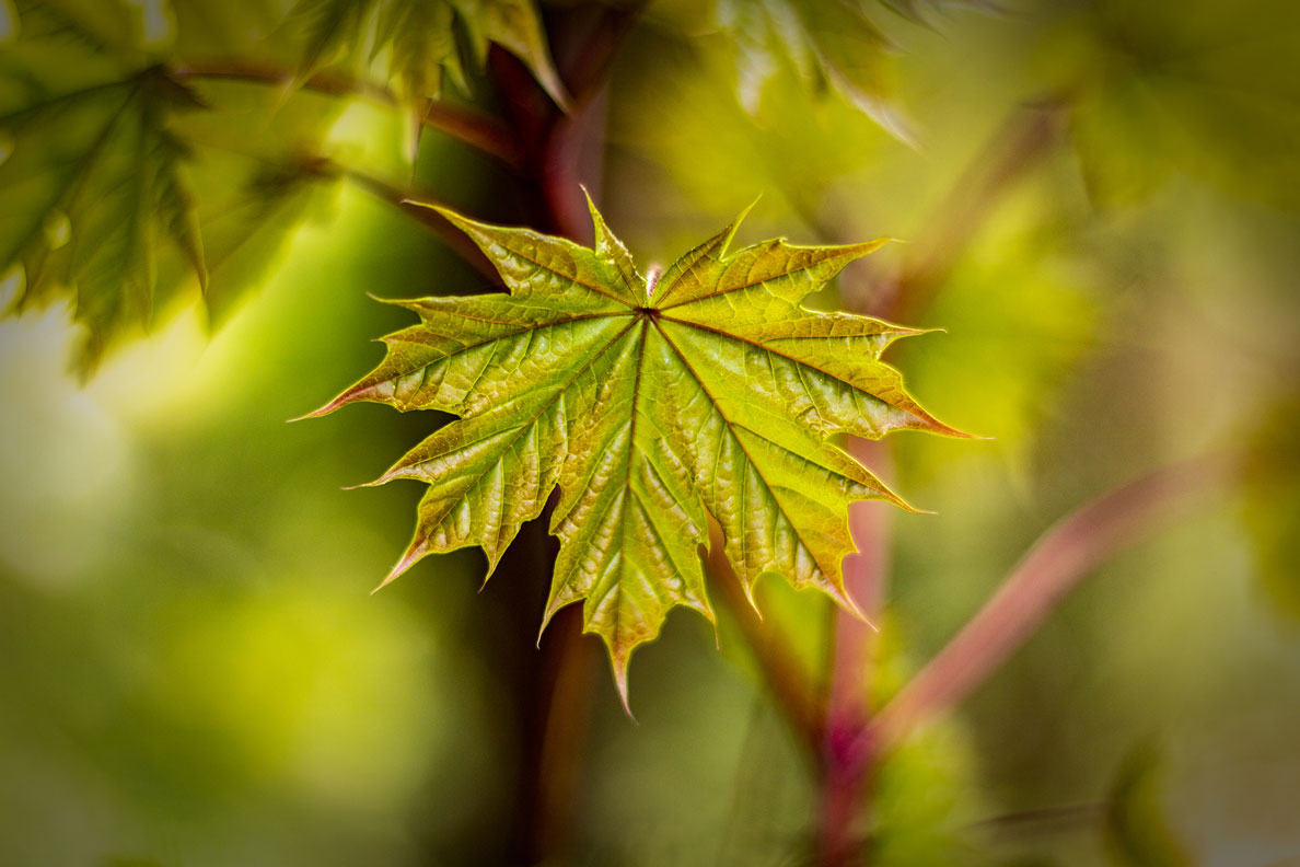 Blatt im Wind - 2018