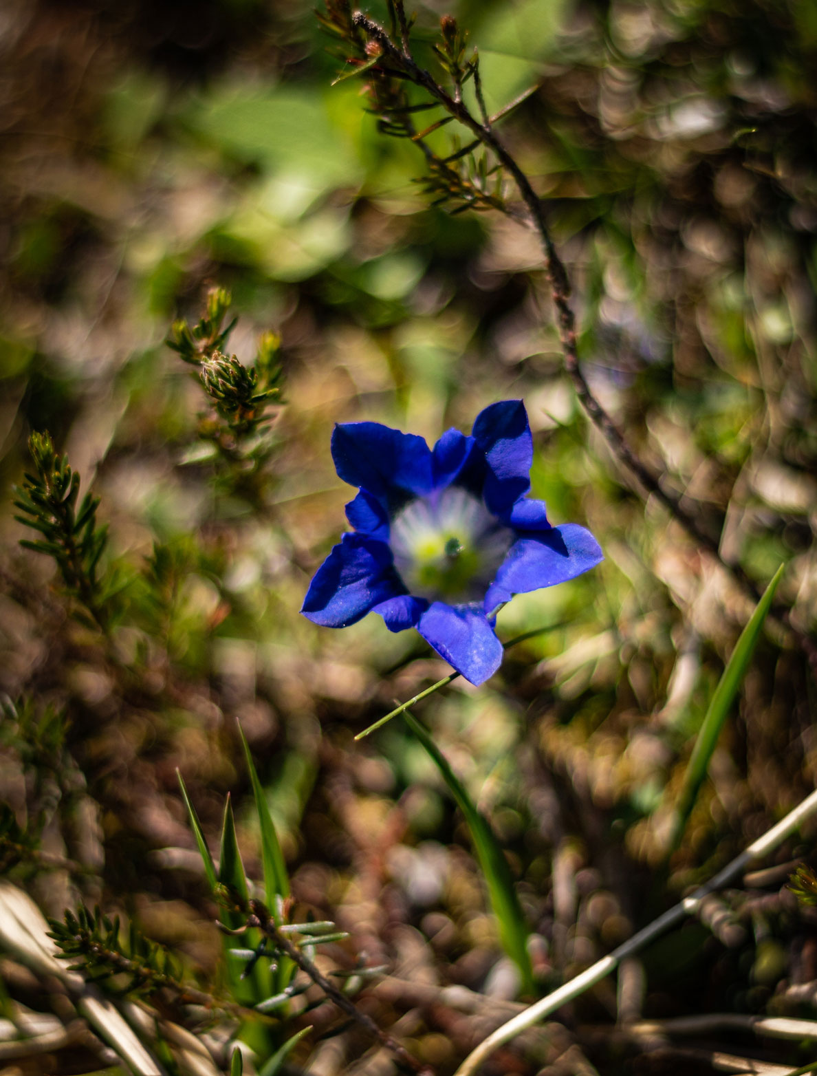 Blaues Wunder - 2018