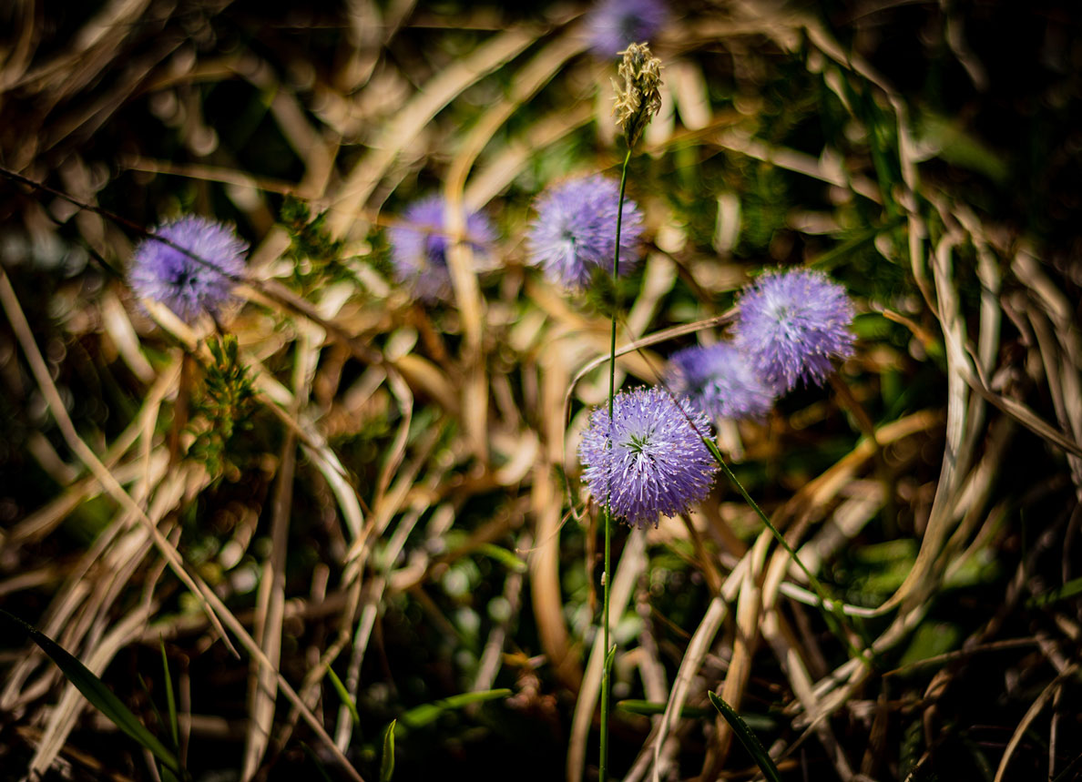 Blaue Kugelblume - 2018