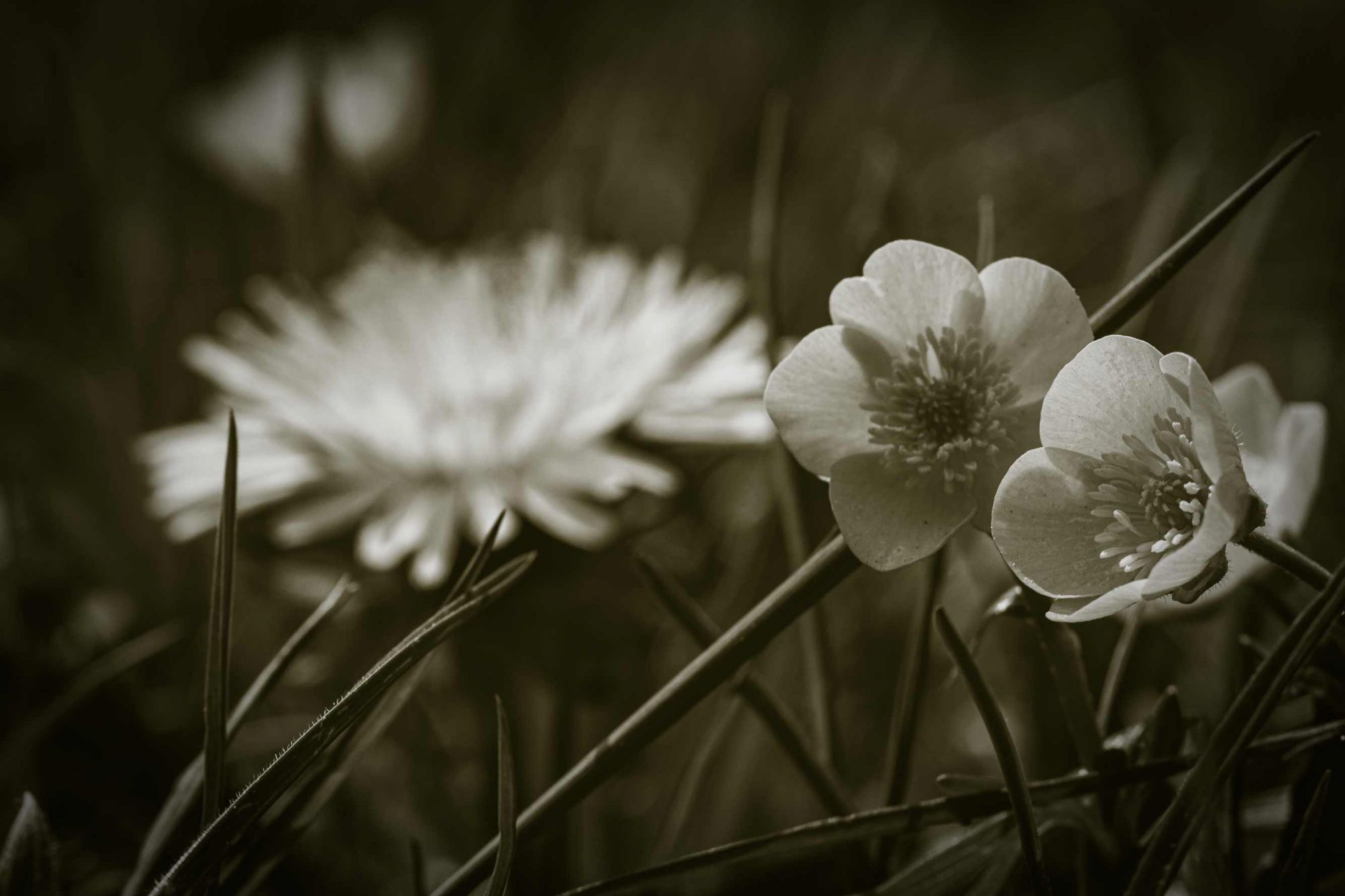 Ranunculus - April 2020