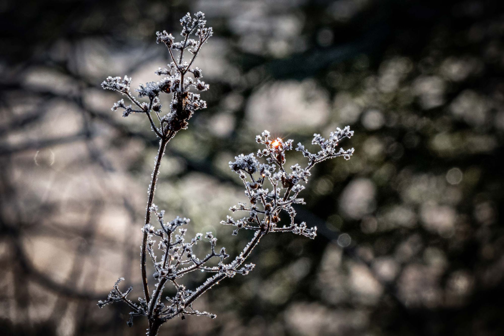 Sterndl - Dezember 2019